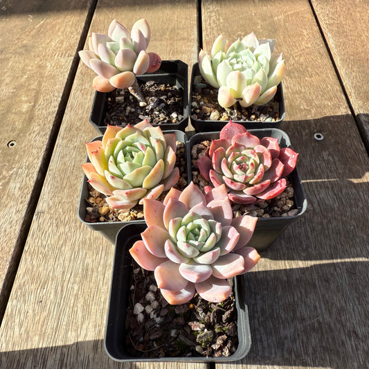 000 Succulent Value Pack [C4]