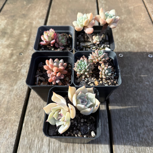 000 Succulent Value Pack [C5]