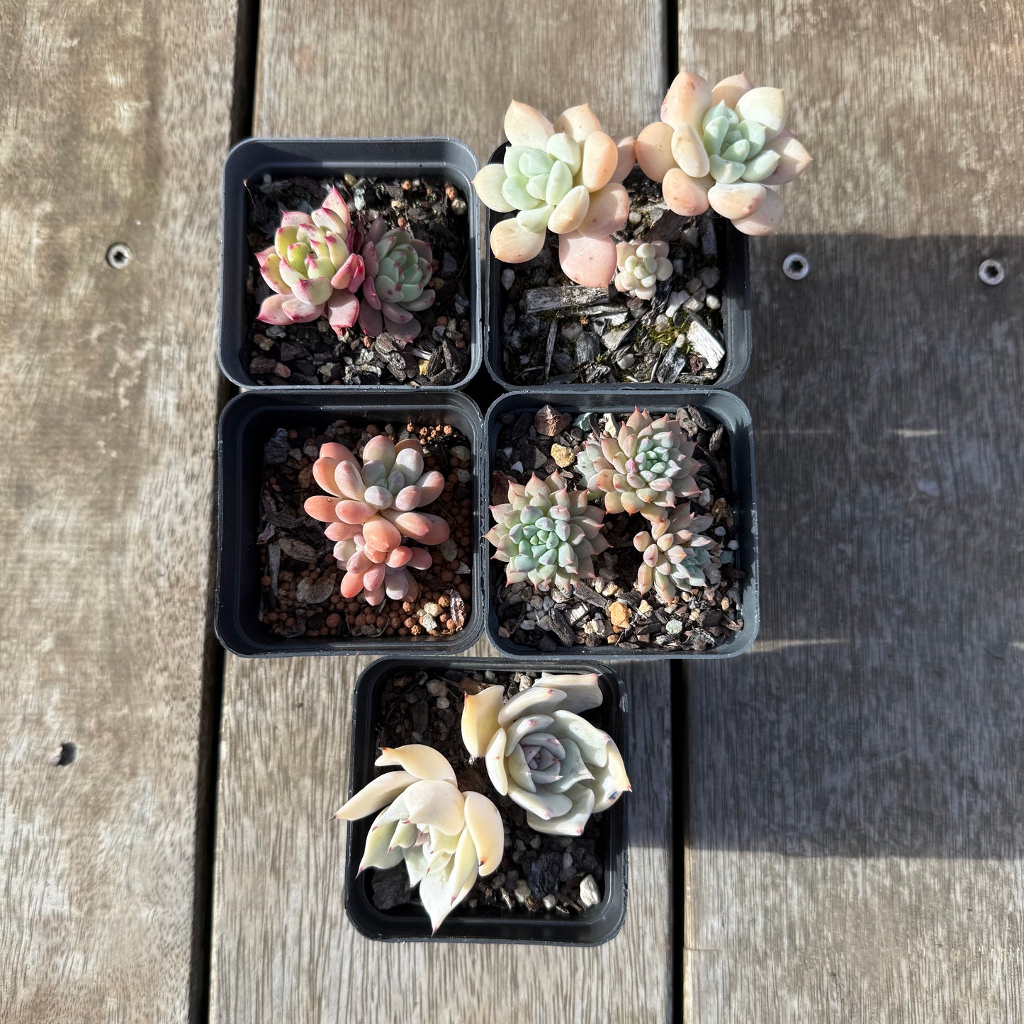 000 Succulent Value Pack [C5]