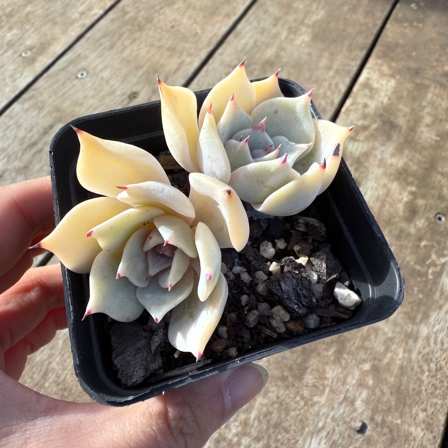 000 Succulent Value Pack [C5]