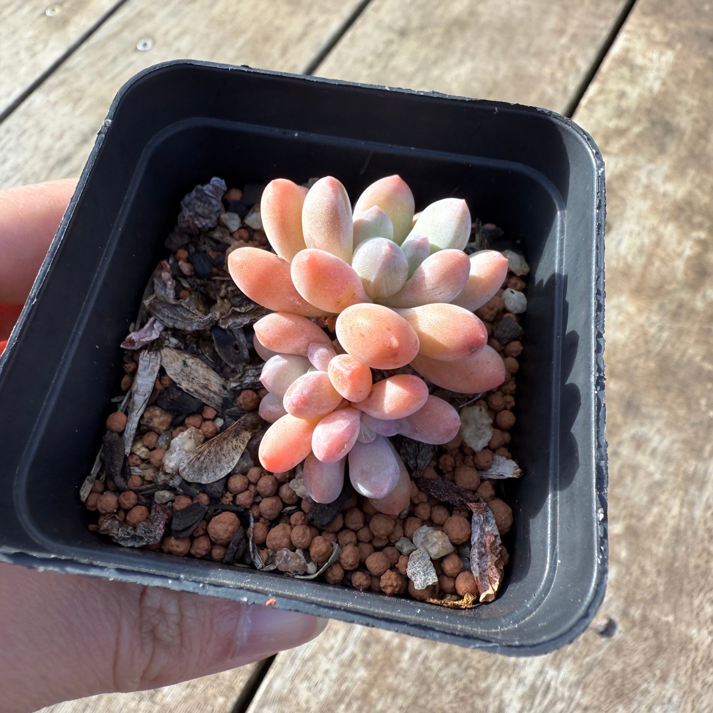 000 Succulent Value Pack [C5]
