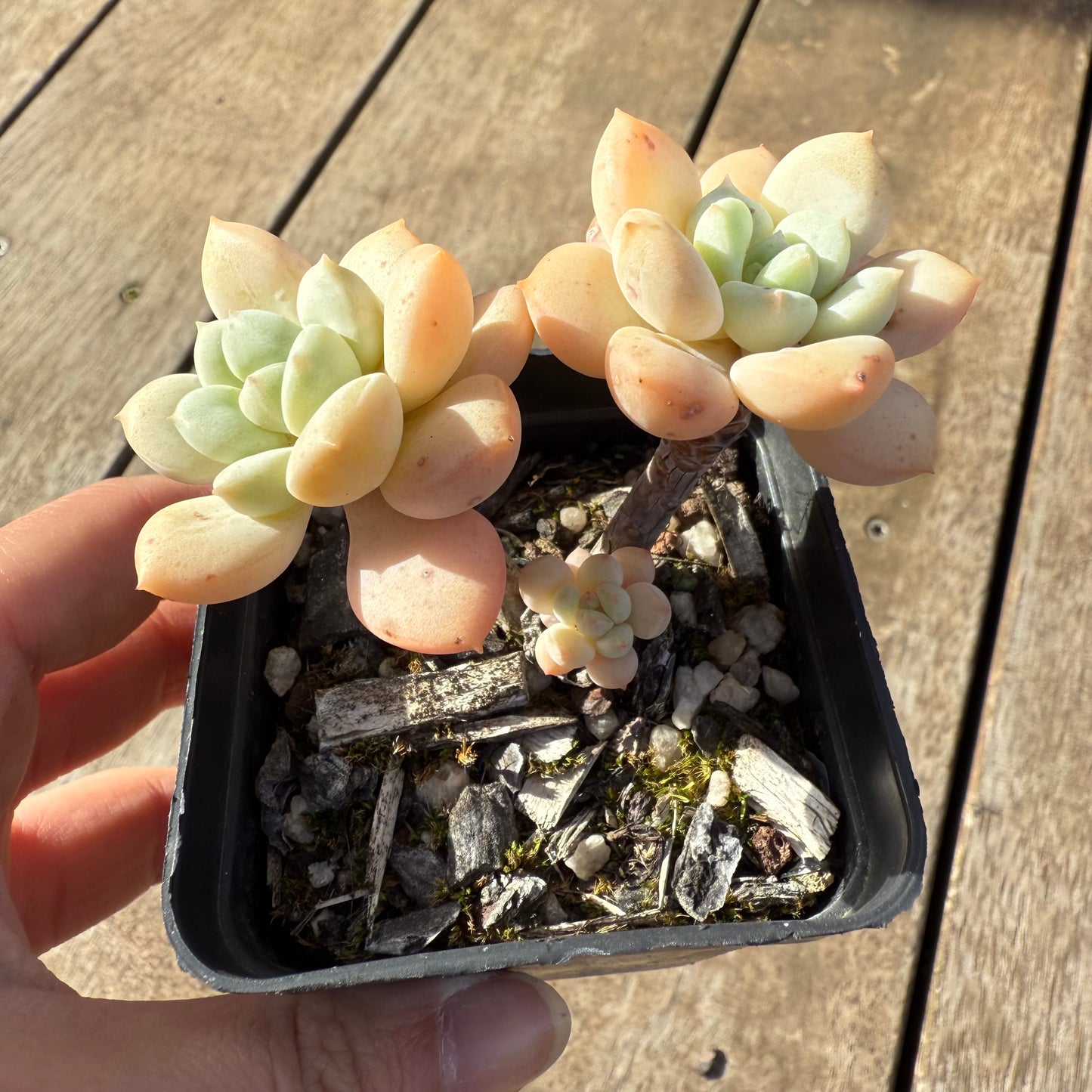 000 Succulent Value Pack [C5]