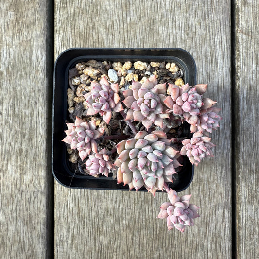 2207 Echeveria ‘Chrissy N Ryan’