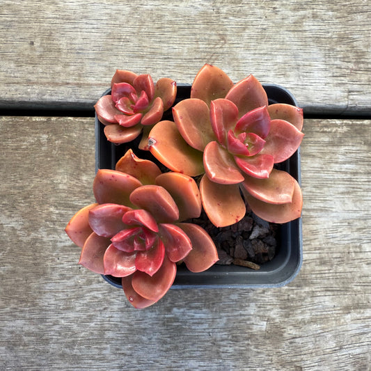 2207 Echeveria Chroma (Multi)