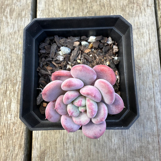 2207 Echeveria Mulan