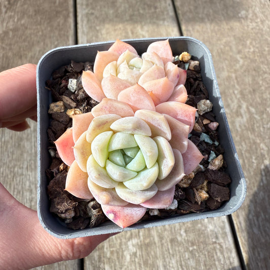 2207 Echeveria Pure Love