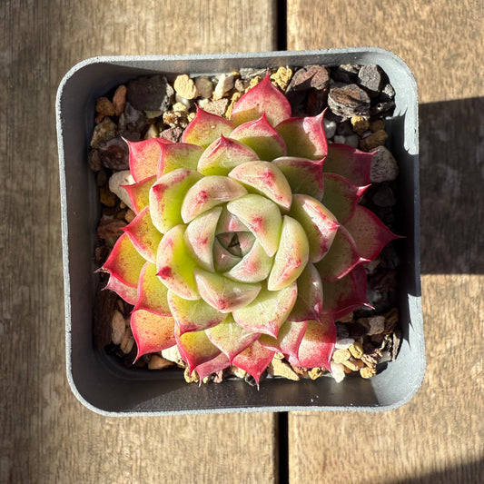 2207 Echeveria 'Queen Red'