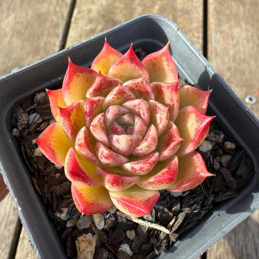 2207 Echeveria Queen 'Speckles'