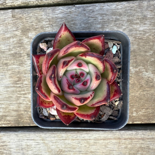 2207 Echeveria Red Ebony