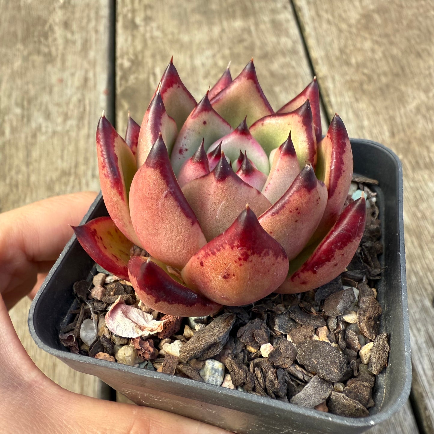 2207 红边乌木
