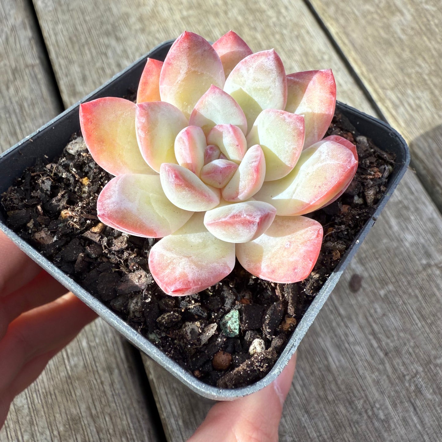 2207 Echeveria Snow Candy - Korean form