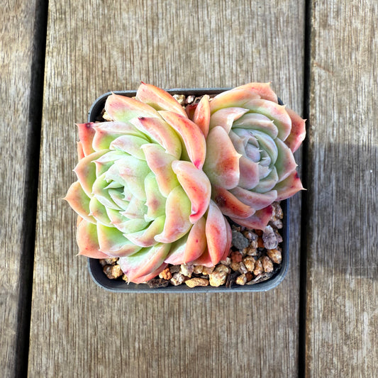 2207 Echeveria Strawberry Roll