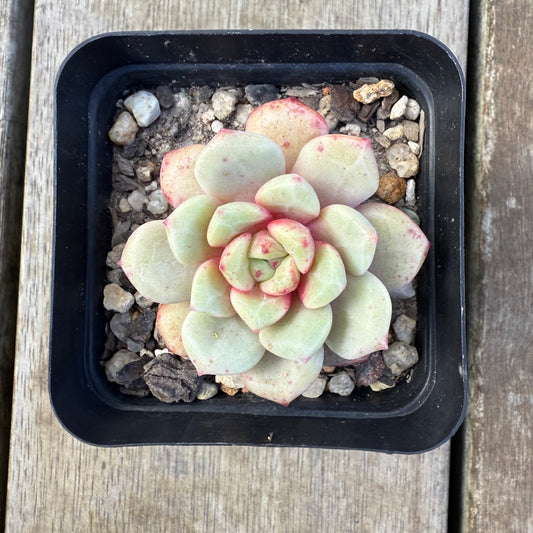 2207 Echeveria Subcorymbosa Lau 030