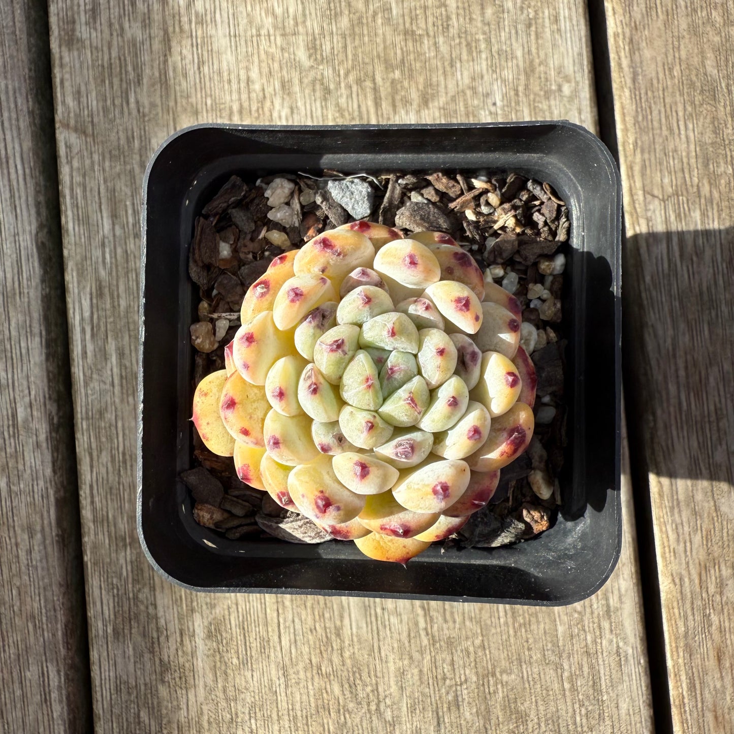 2207 Echeveria Viant