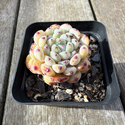 2207 Echeveria Viant