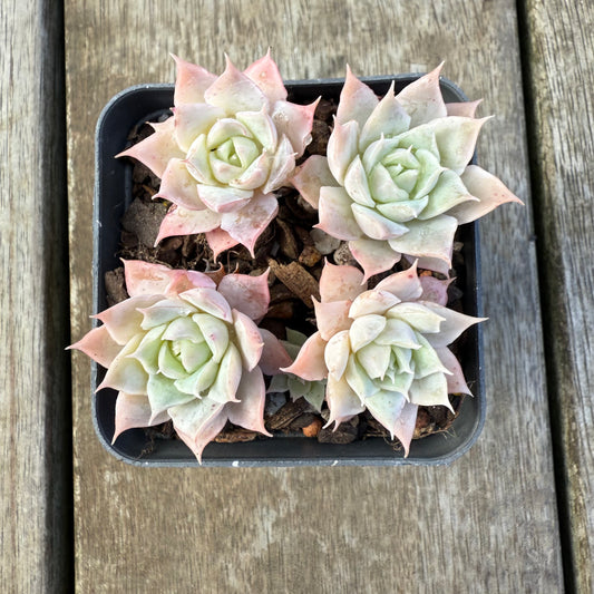 2207 Echeveria 'Choco Rose' (Multi)