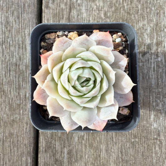 2207 Echeveria 'Iceburg'