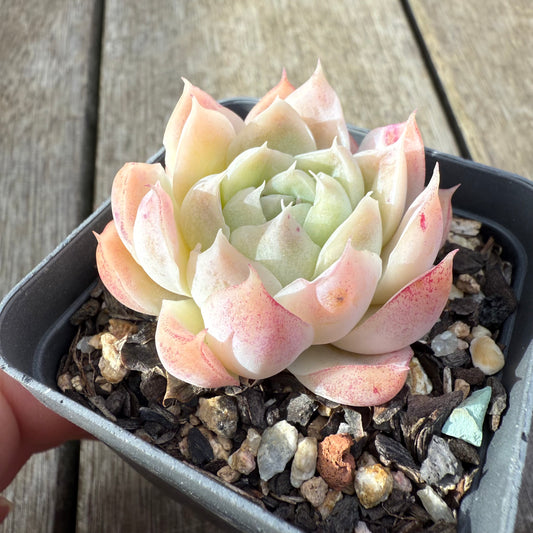 2207 Echeveria 'Icy Beauty'