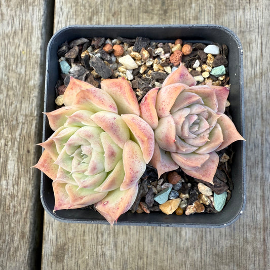 2207 Echeveria 'Jellyfish'