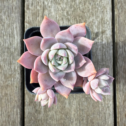 2207 Graptoveria Milky Way