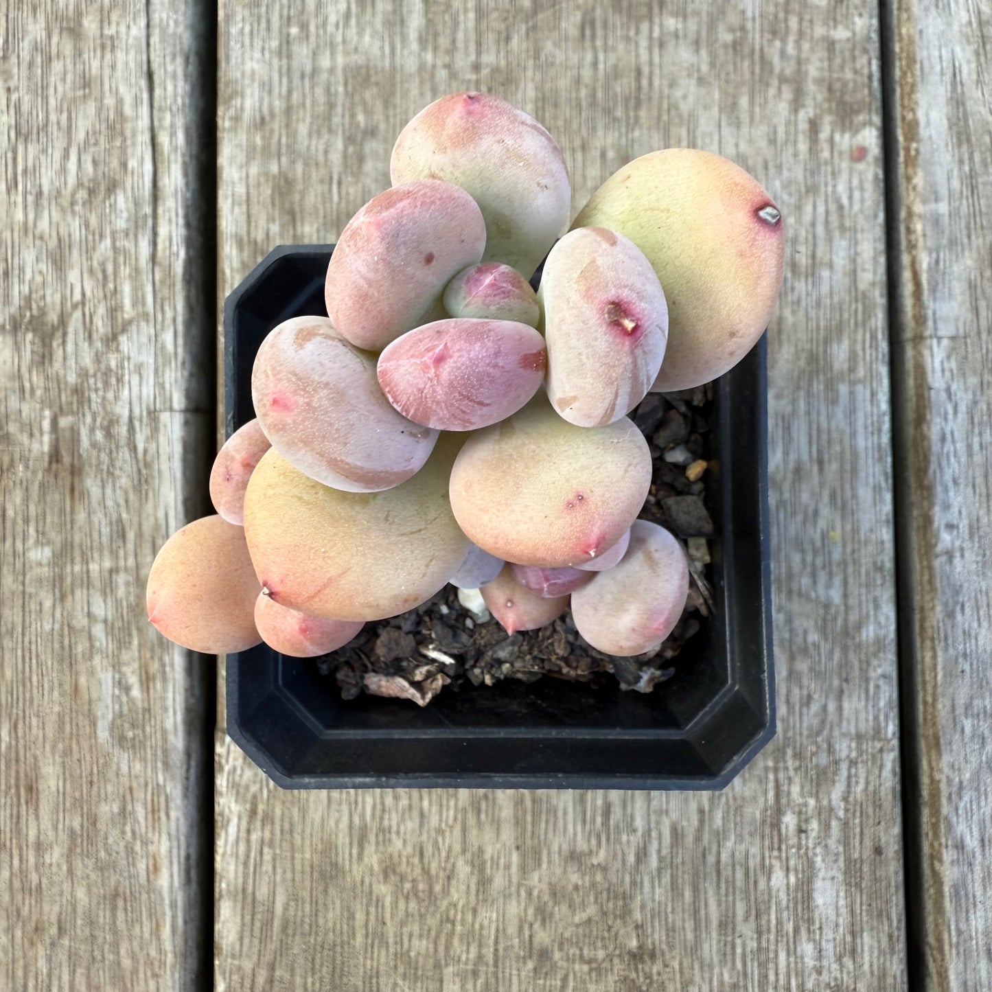 2207 青苹果美人