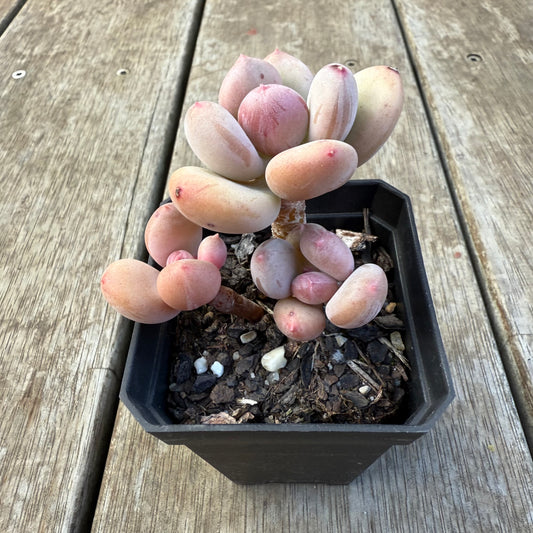 2207 Pachyphytum Green Apple