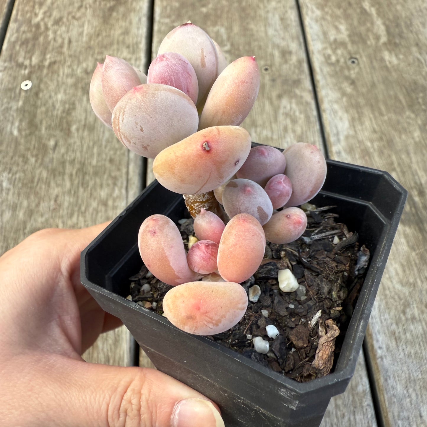 2207 青苹果美人