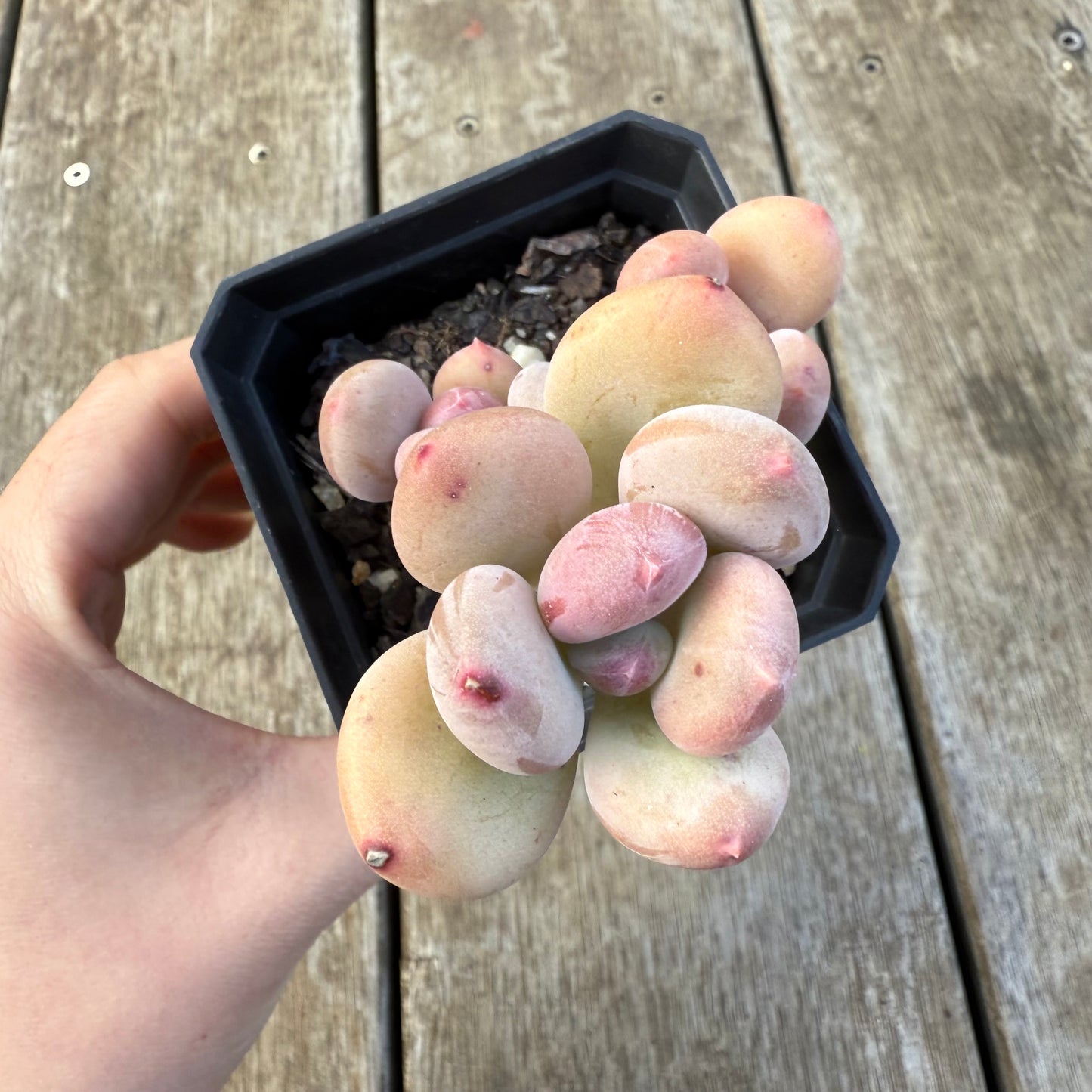 2207 青苹果美人