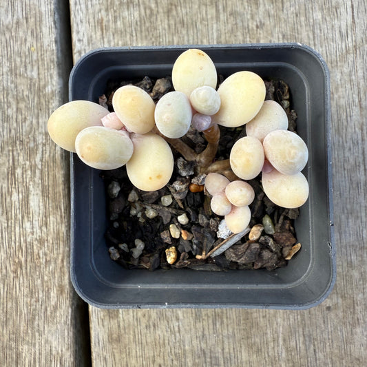 2207 Pachyveria 'Custard'