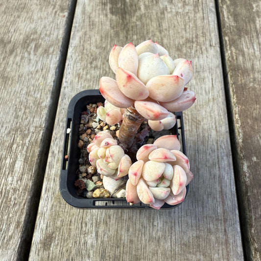 2207 Sedeveria Vanilla Bis