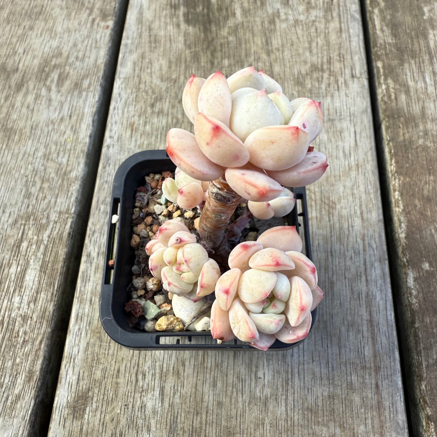 2207 香草比斯