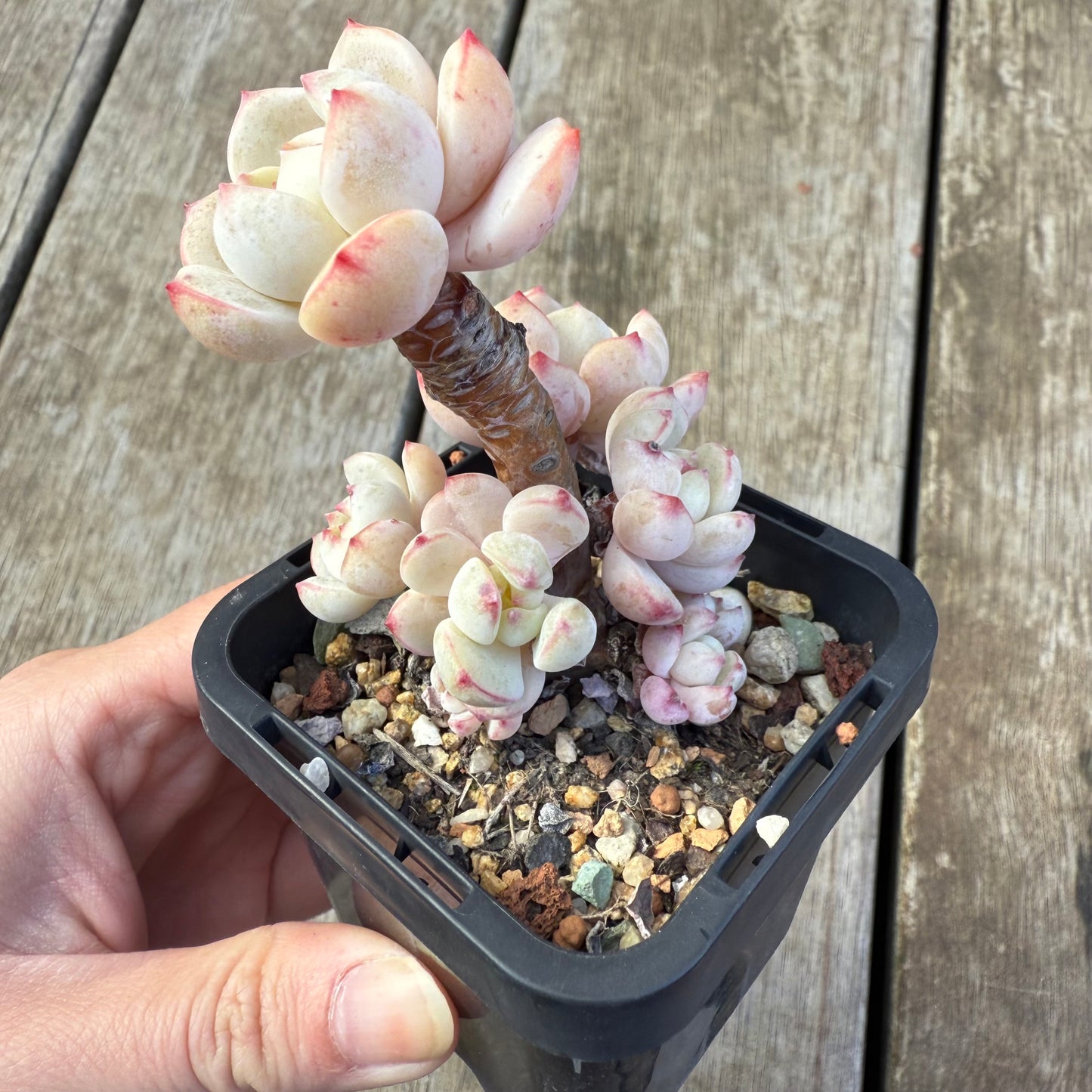 2207 香草比斯