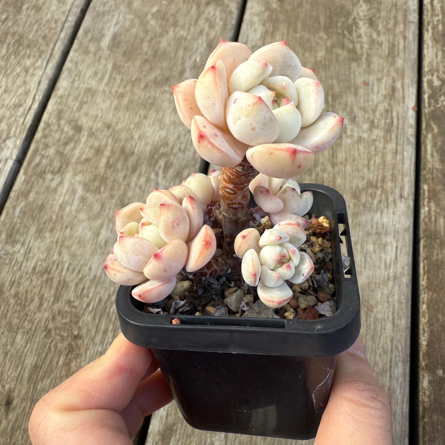 2207 香草比斯