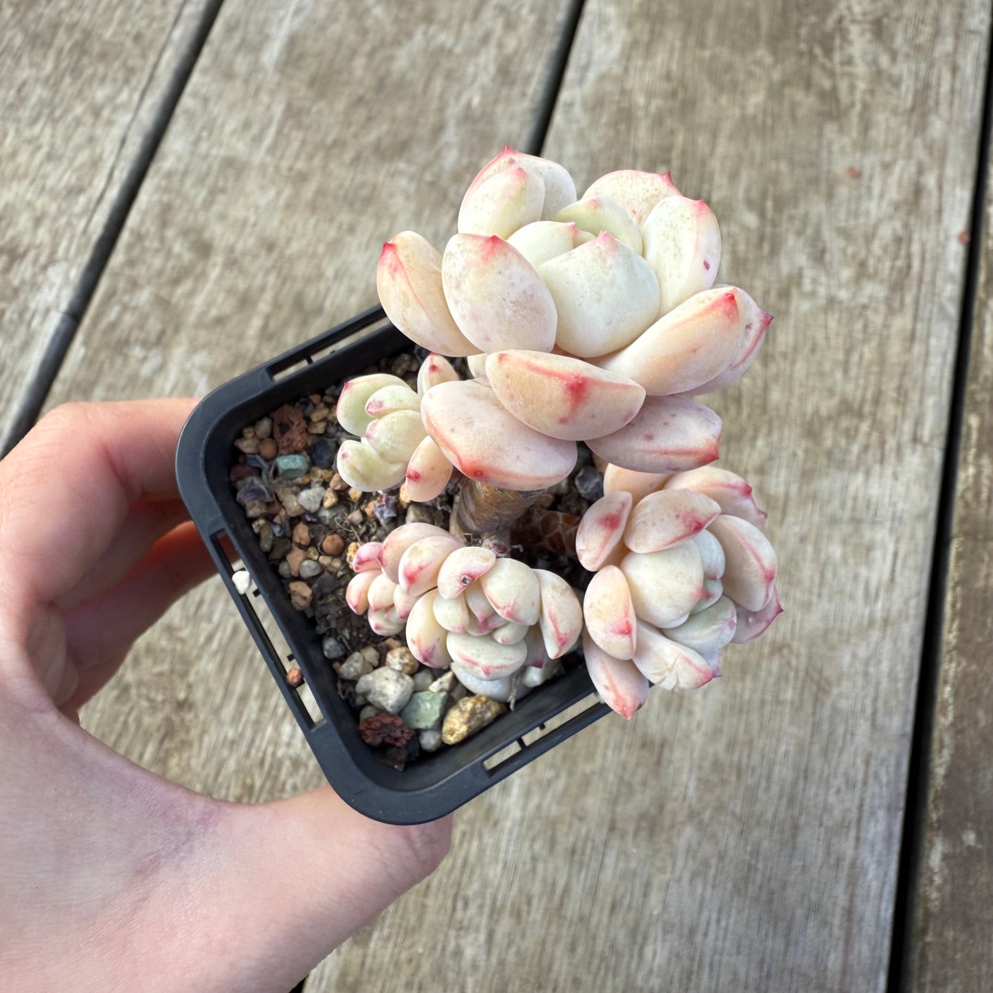 2207 香草比斯