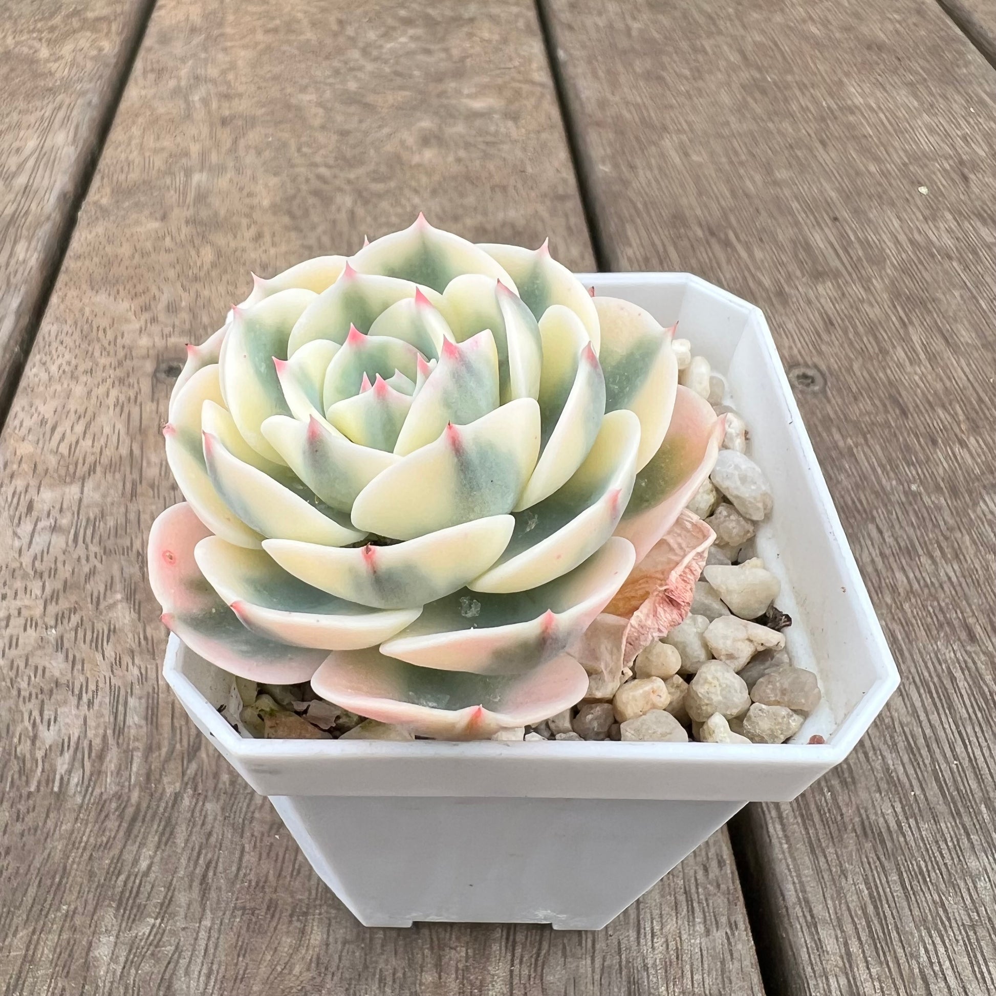 compton succulent 2208 Echeveria Compton Carousel
