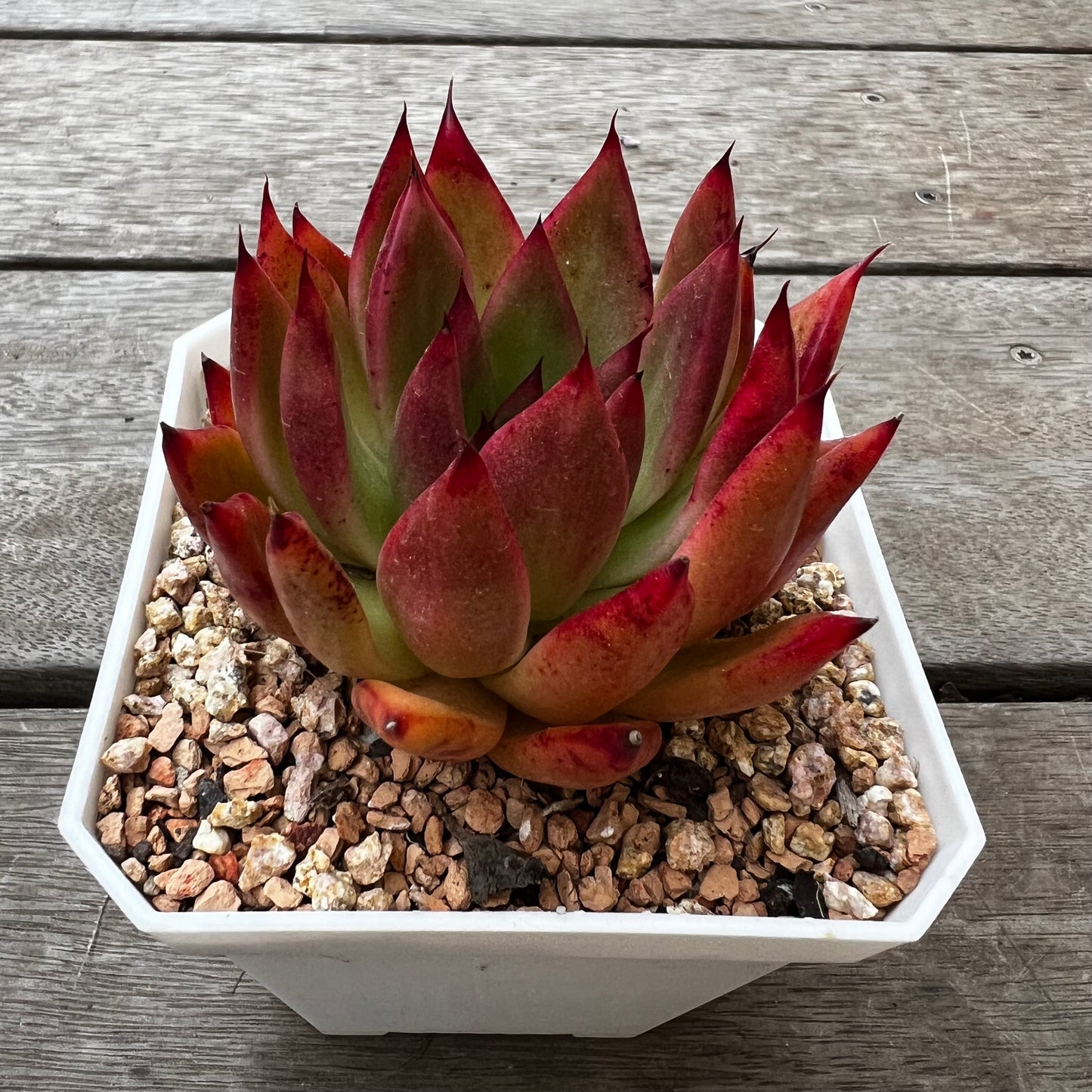 2302 Echeveria Agavoides 'Yudi'