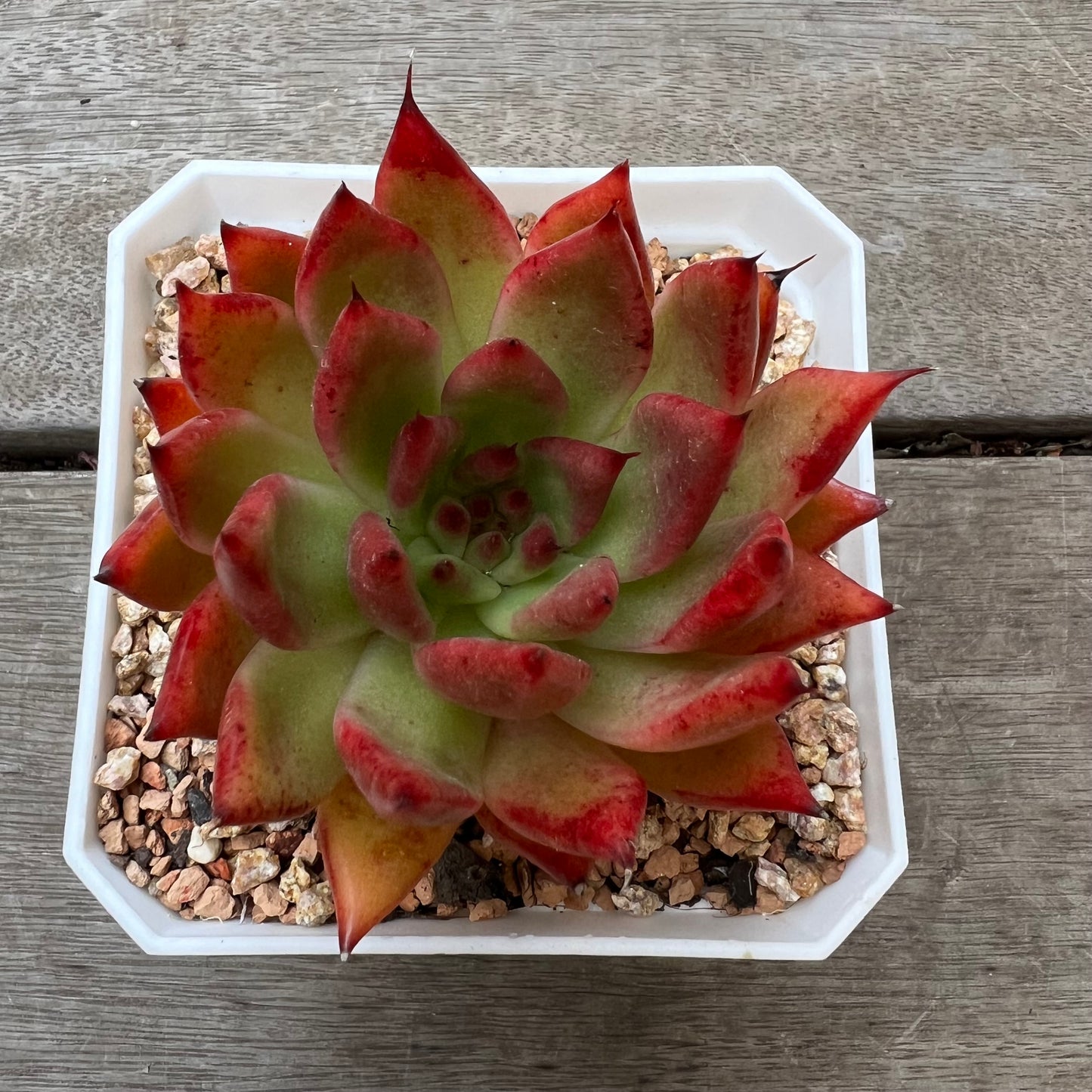 2302 Echeveria Agavoides 'Yudi'