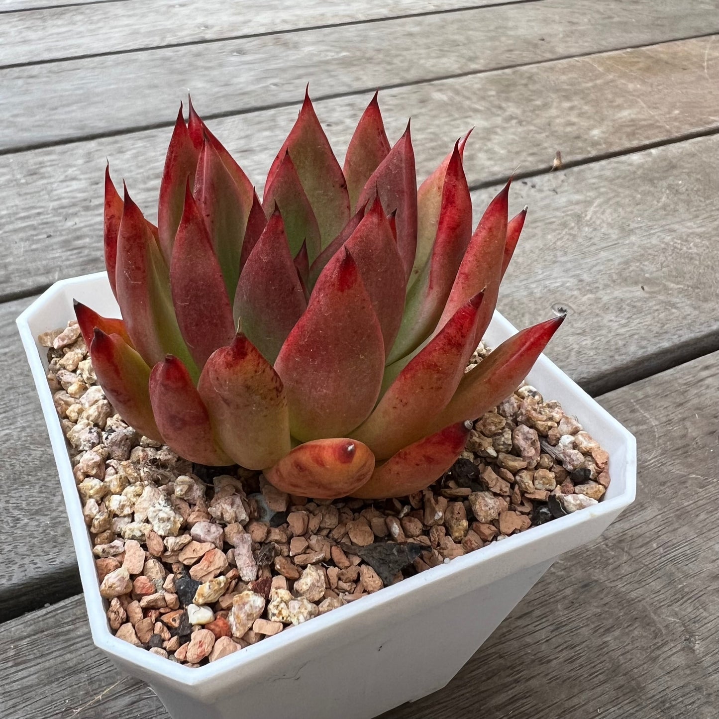 2302 Echeveria Agavoides 'Yudi'