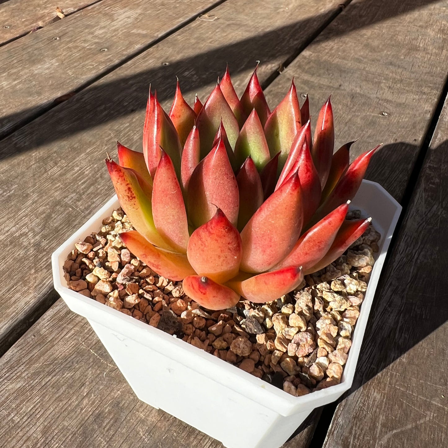 2302 Echeveria Agavoides 'Yudi'