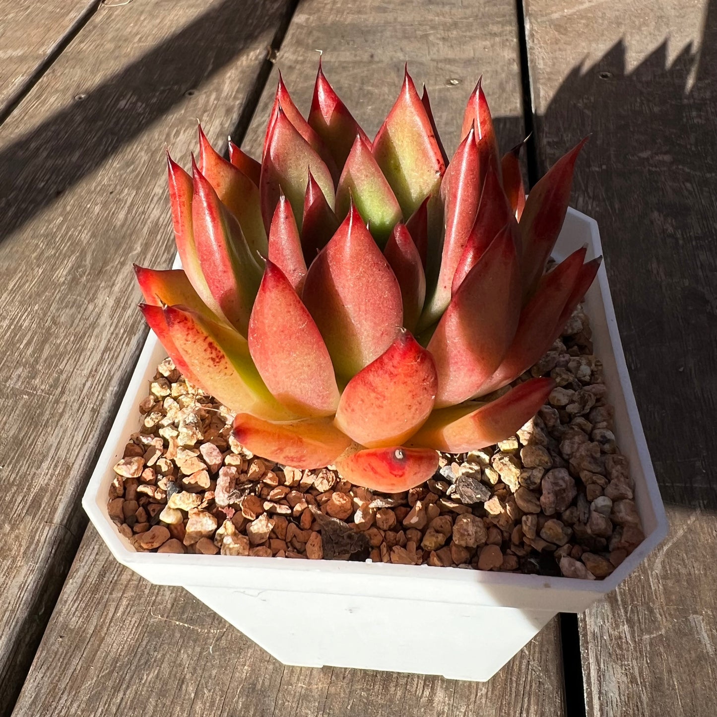 2302 Echeveria Agavoides 'Yudi'