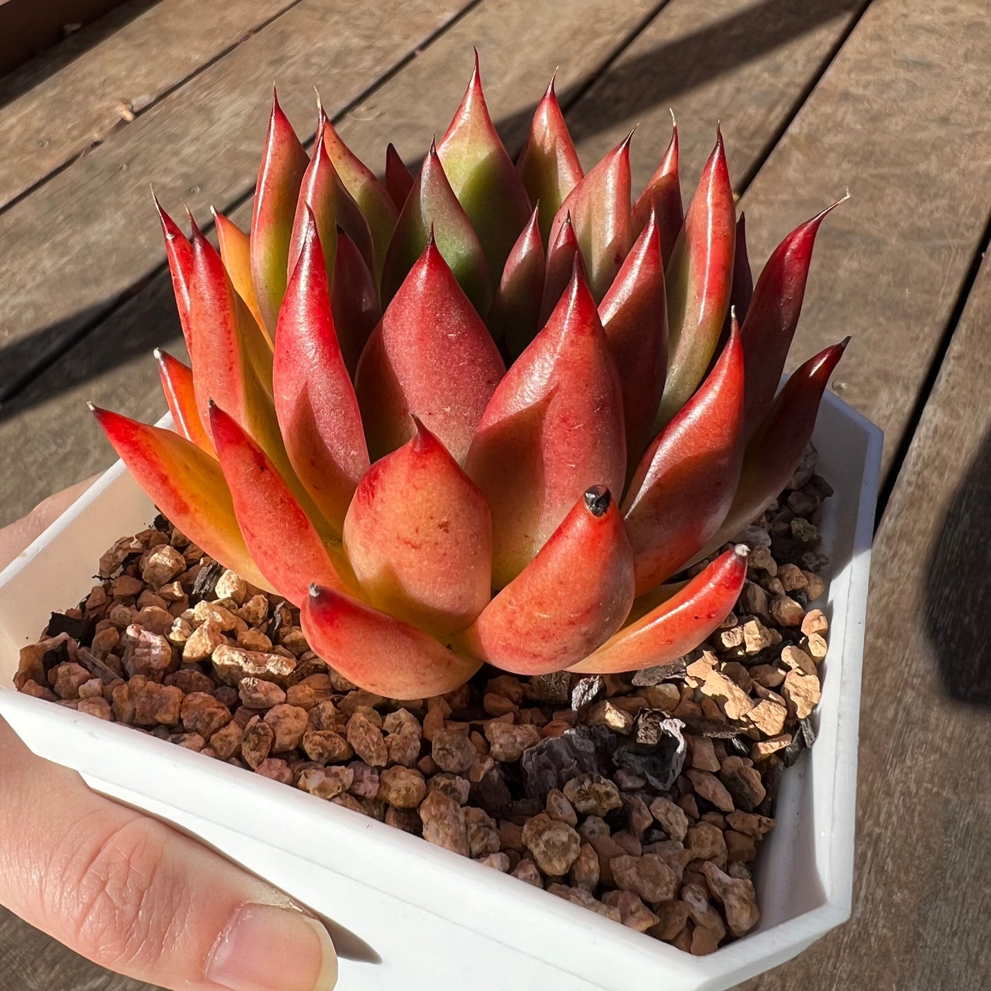 2302 Echeveria Agavoides 'Yudi'