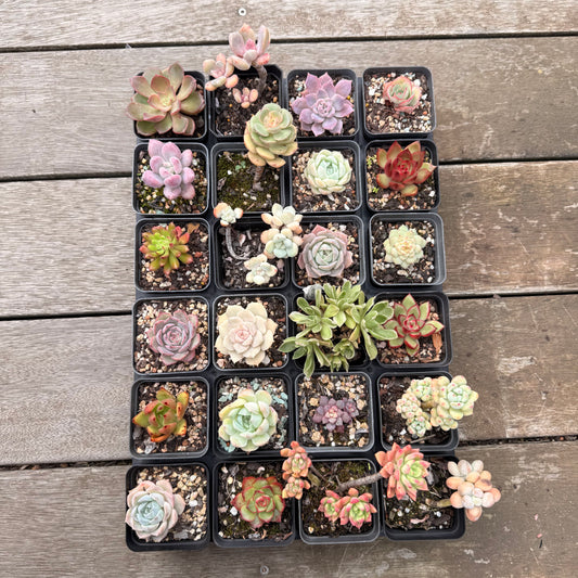 000 Succulent Jumbo Value Pack 24pc [J9]