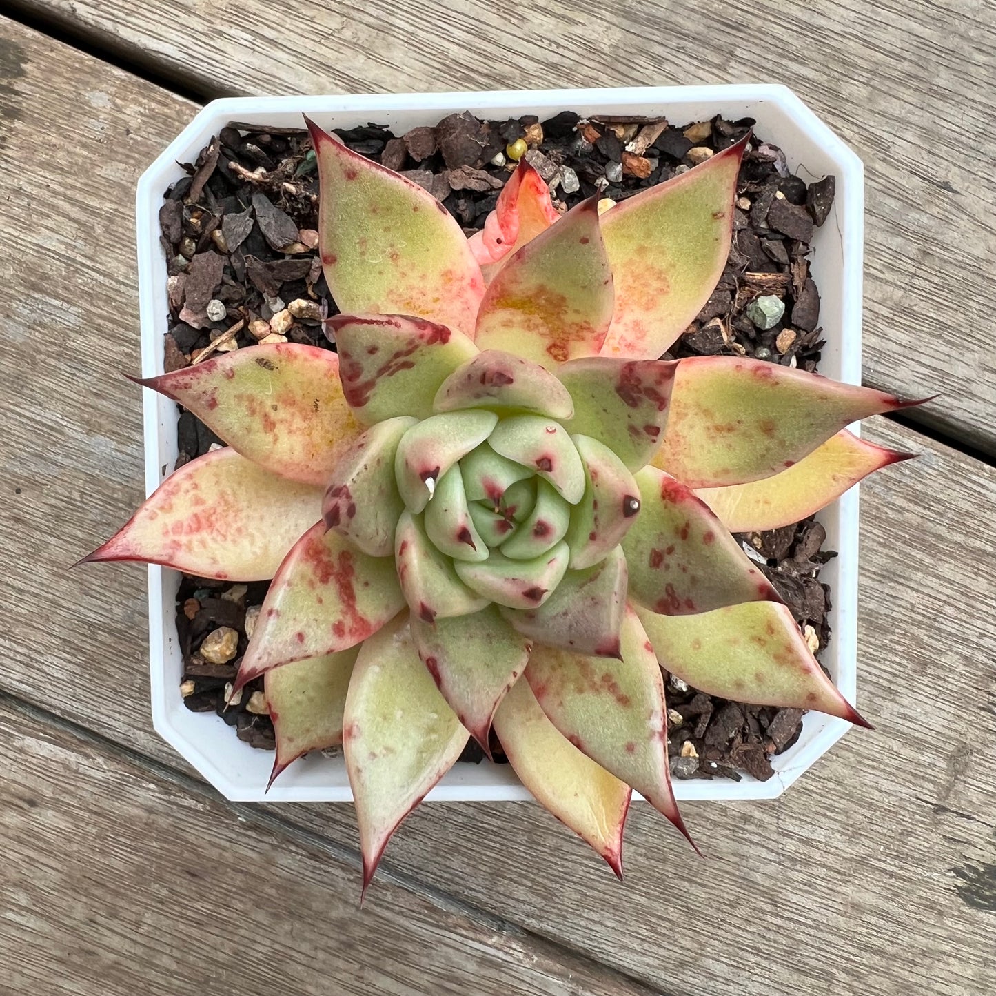 2307 Echeveria Agavoides Cuspidata x Ebony Hybrid