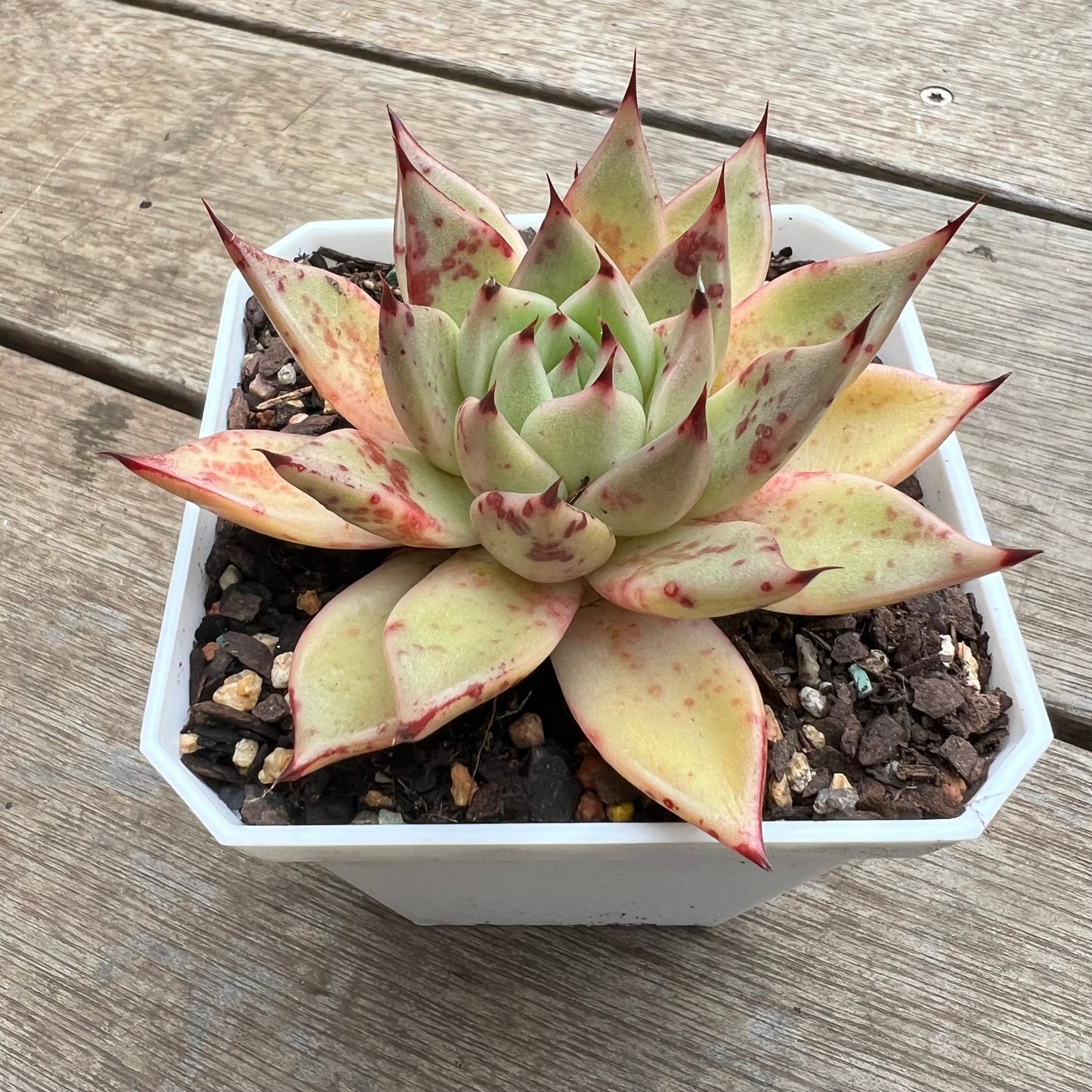 2307 Echeveria Agavoides Cuspidata x Ebony Hybrid