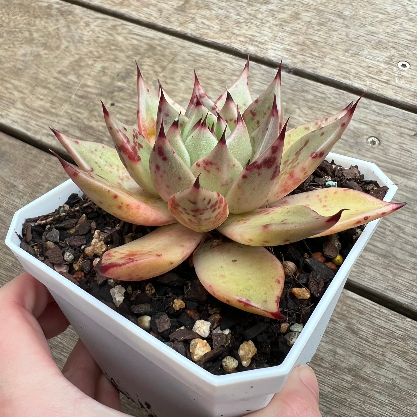 2307 Echeveria Agavoides Cuspidata x Ebony Hybrid