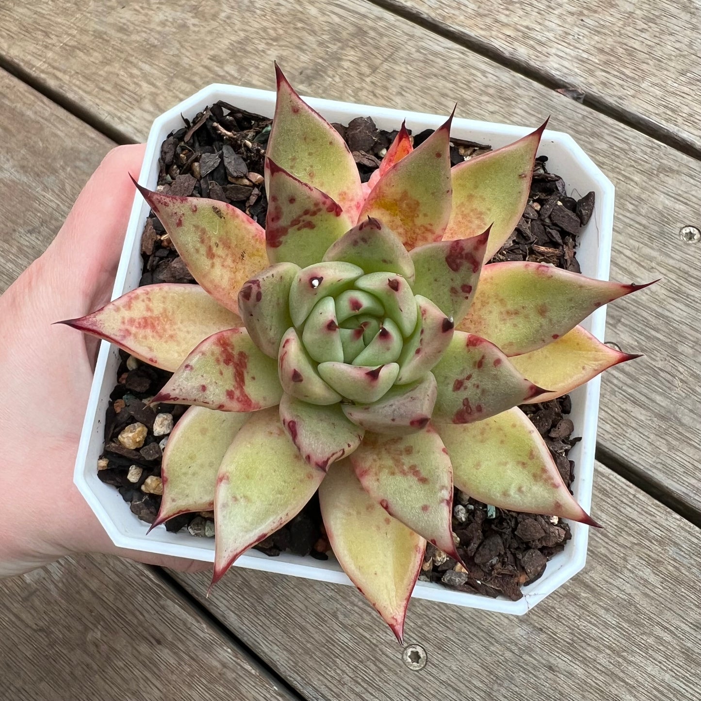 2307 Echeveria Agavoides Cuspidata x Ebony Hybrid