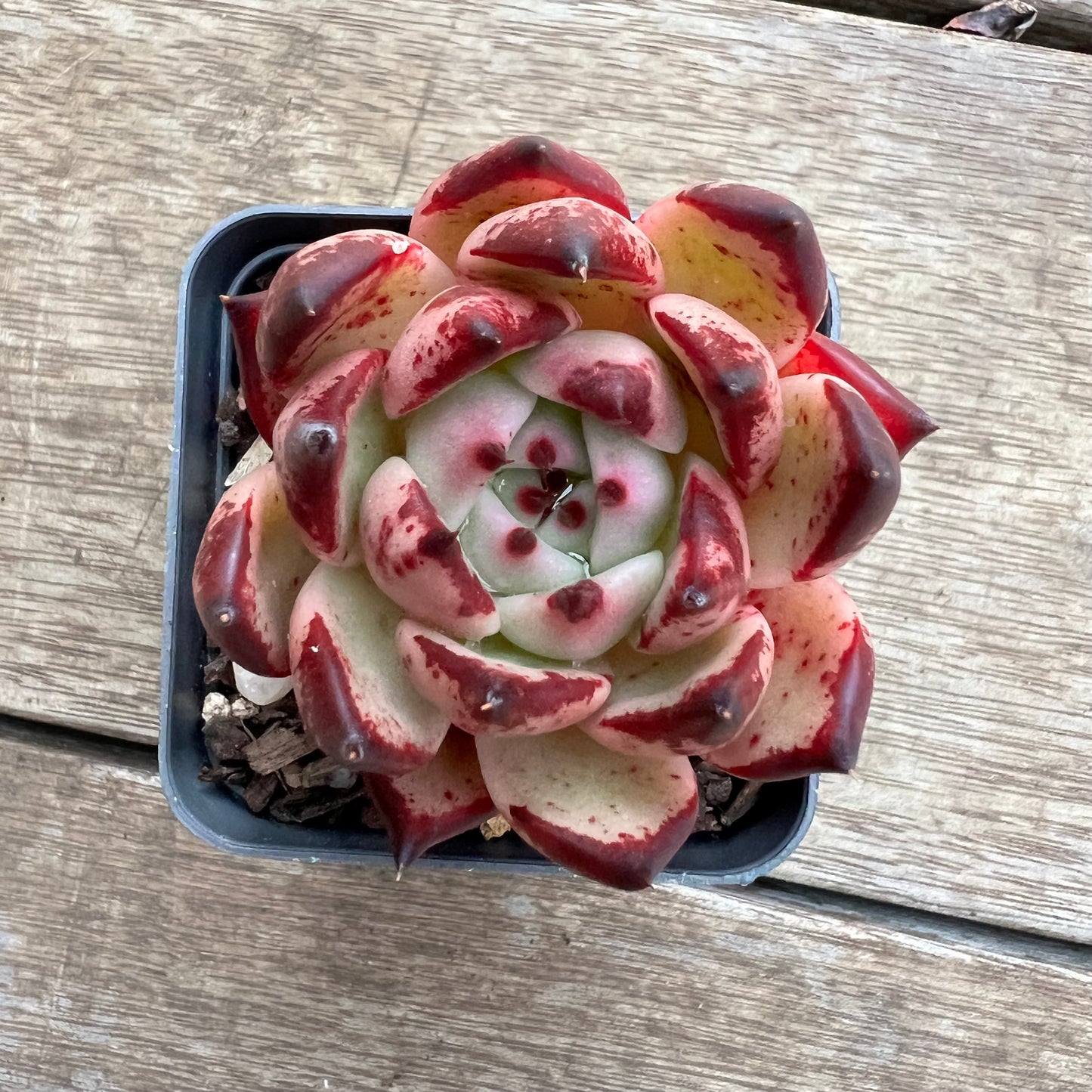 2307 Echeveria Agavoides 'Honey Pink'