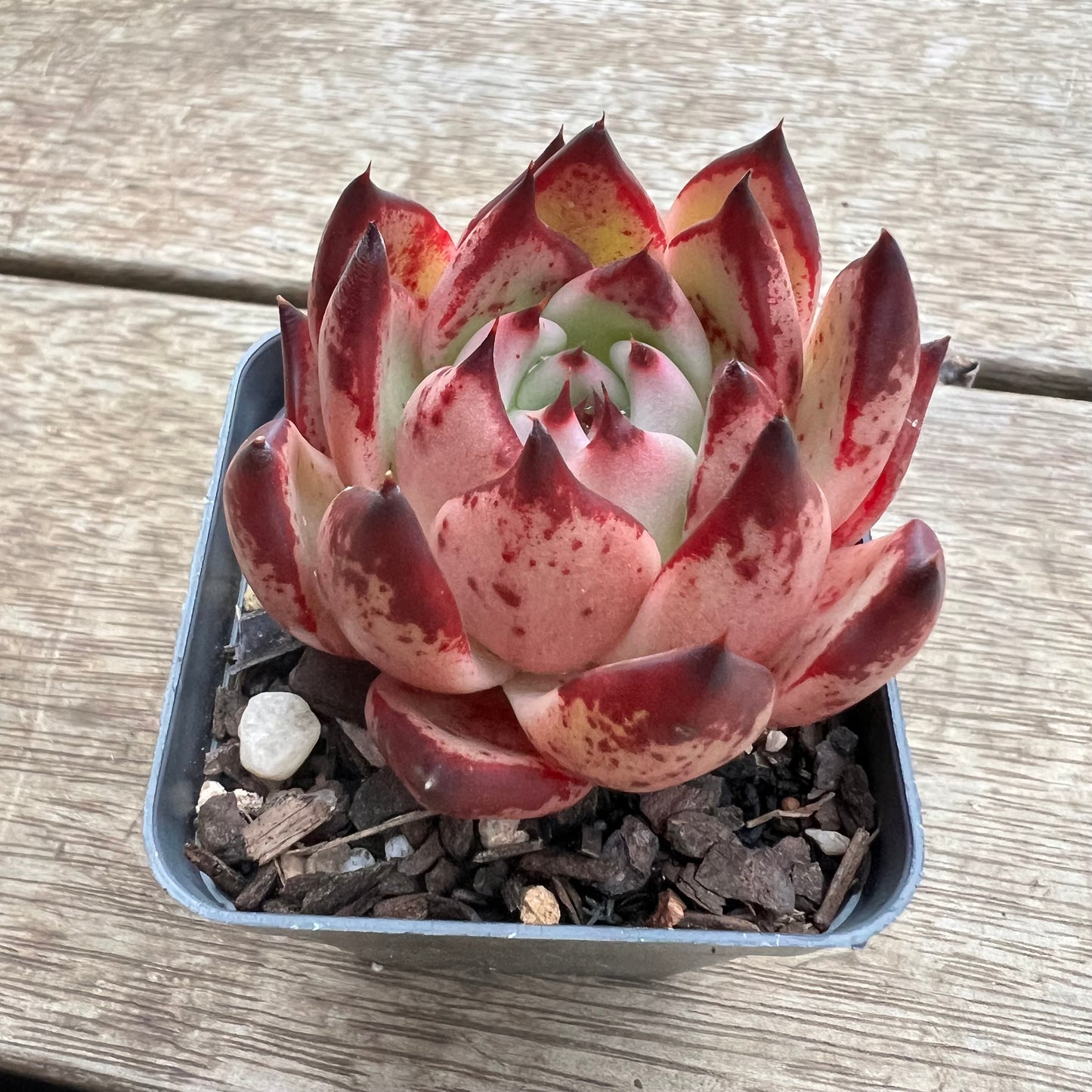 2307 Echeveria Agavoides 'Honey Pink'