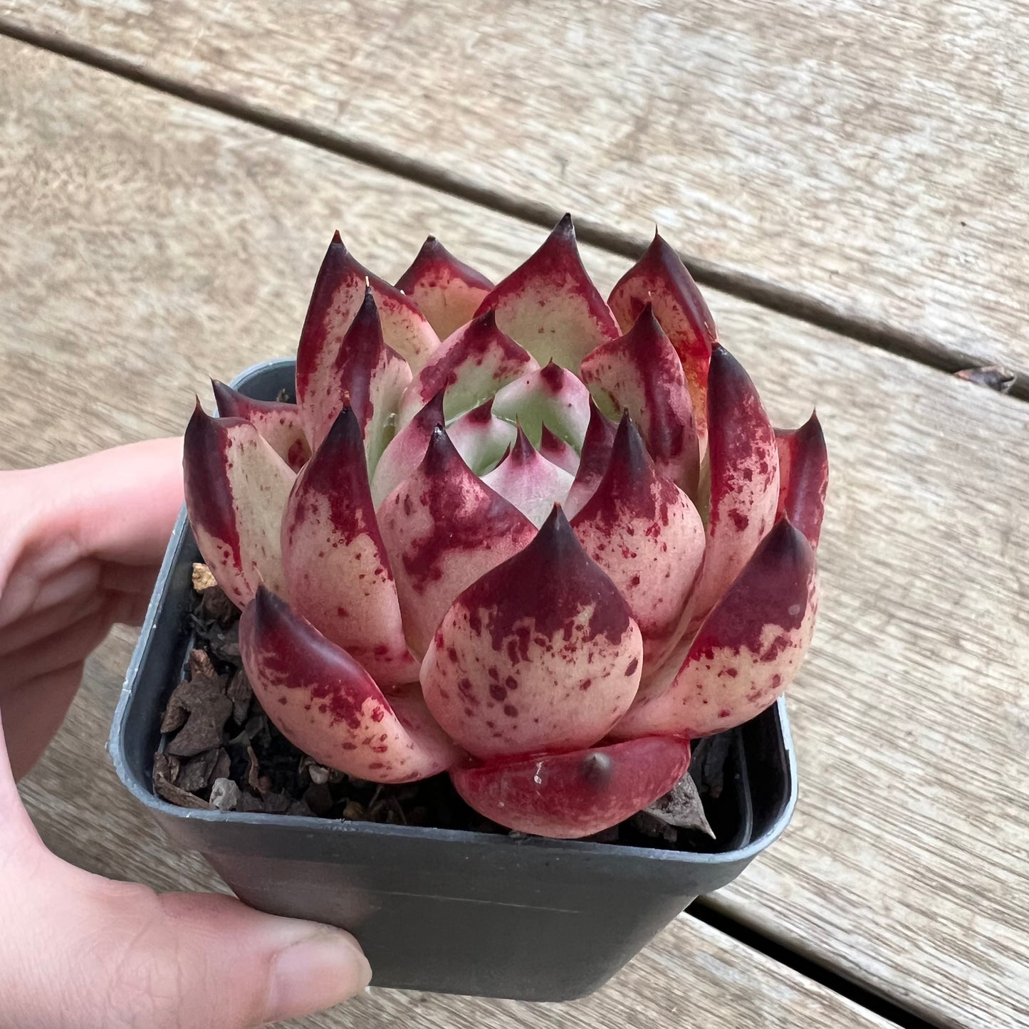 2307 Echeveria Agavoides 'Honey Pink'