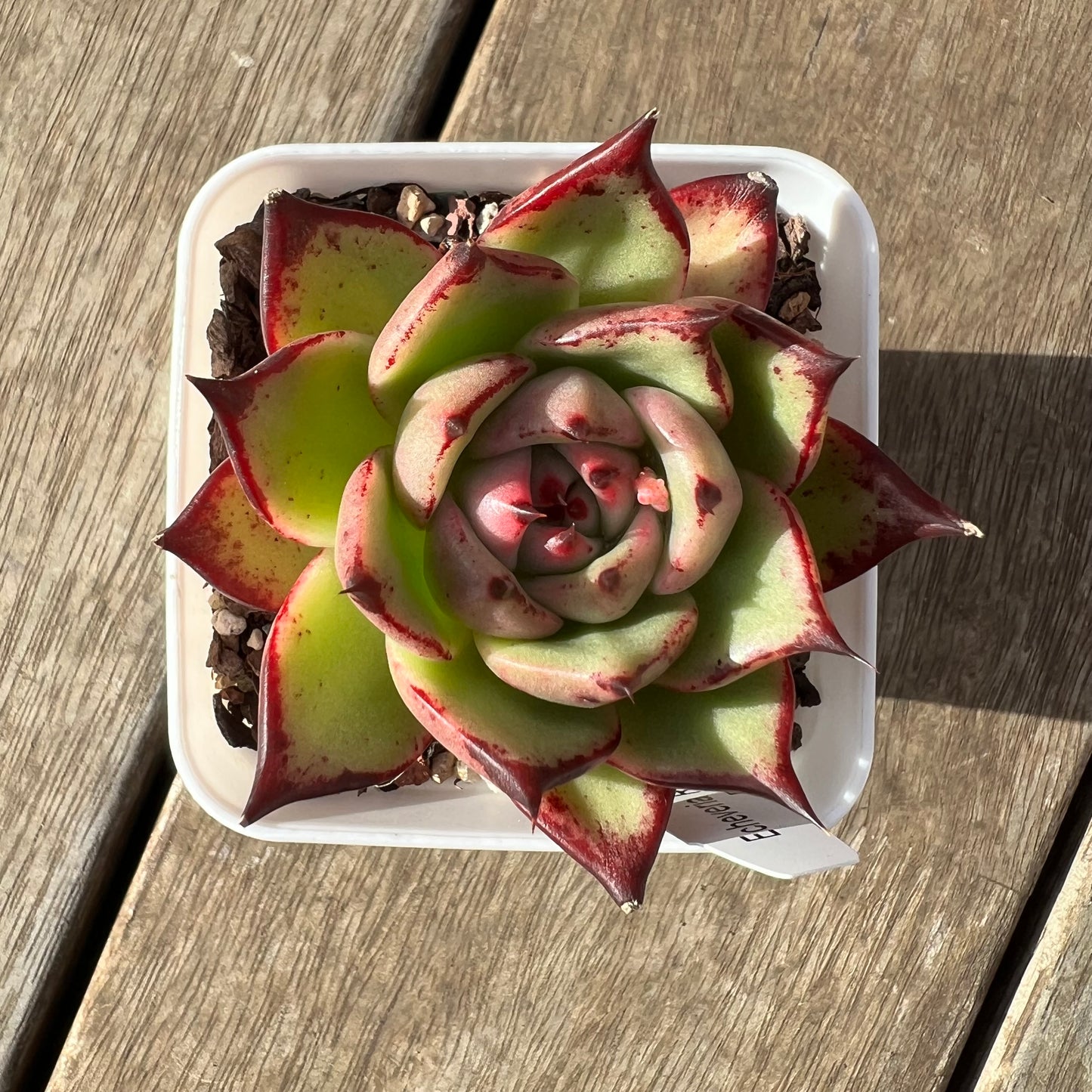 2307 Echeveria Agavoides Lovely Q